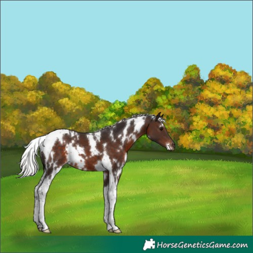 Horse Color:White Spotted Silver Brown Tobiano 