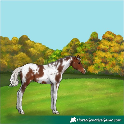 Horse Color:White Spotted Silver Brown Tobiano 