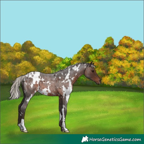 Horse Color:White Spotted Silver Brown Roan