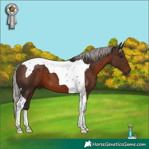 Horse Color:Silver Brown Tobiano 