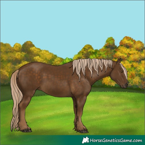 Horse Color:Chocolate Palomino 