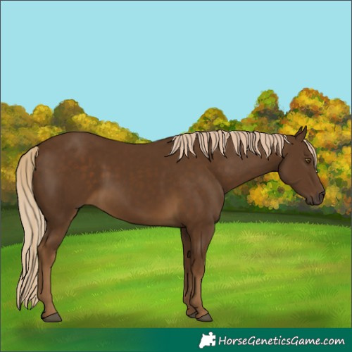 Horse Color:Chocolate Palomino 