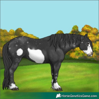 Horse Color:Black Frame 