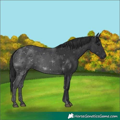 Horse Color:Black 