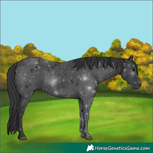 Horse Color:Black 