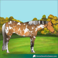 Horse Color:White Spotted Buckskin 