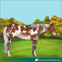 Horse Color:White Spotted Silver Brown