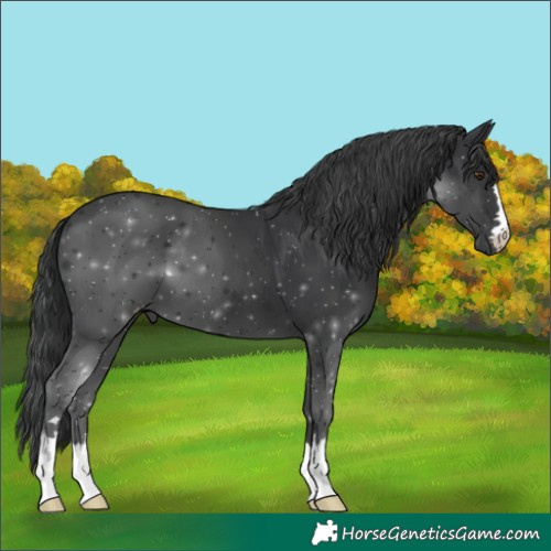 Horse Color:Black 