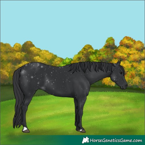 Horse Color:Black 