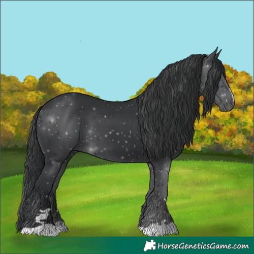 Horse Color:Black 