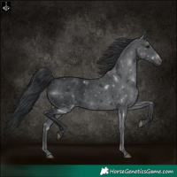 Horse Color:Black 