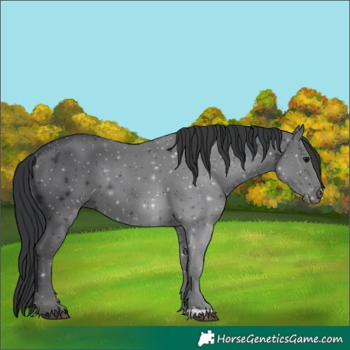 Horse Color:Black 