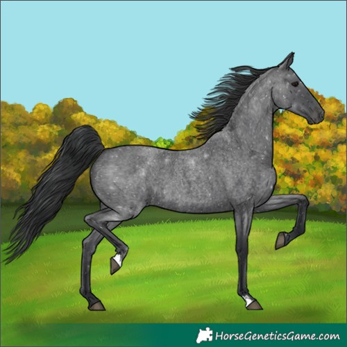 Horse Color:Blue Roan 