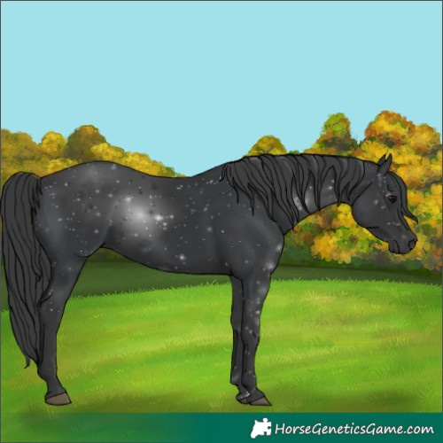 Horse Color:Black 