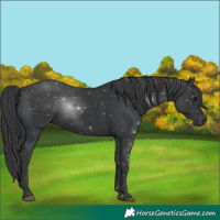 Horse Color:Black 