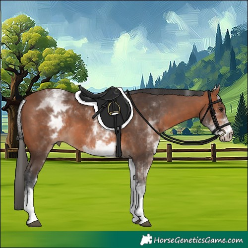 Horse Color:White Spotted Bay