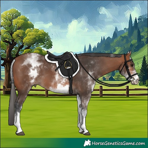 Horse Color:White Spotted Bay 