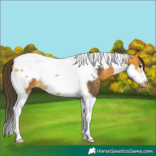 Horse Color:Buckskin Tobiano Frame 