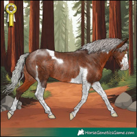 Horse Color:Silver Brown Tobiano Rabicano