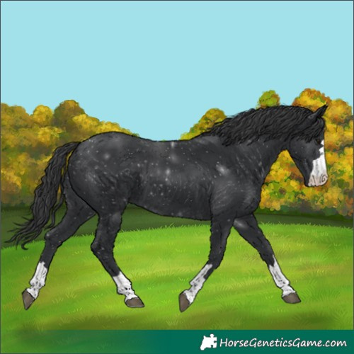 Horse Color:Black 