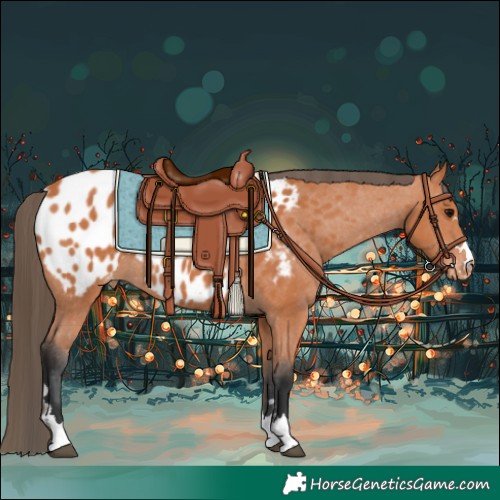 Horse Color:Bay Appaloosa Rabicano 