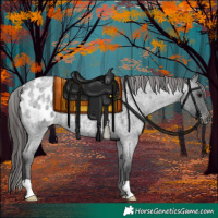 Horse Color:Blue Roan Appaloosa 