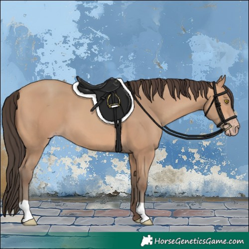 Horse Color:Amber Champagne 