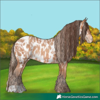 Horse Color:Gold Champagne Appaloosa and Amber Champagne Appaloosa