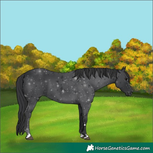 Horse Color:Black 