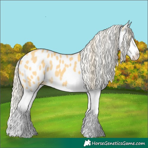 Horse Color:Gold Cream Champagne Splash Appaloosa 