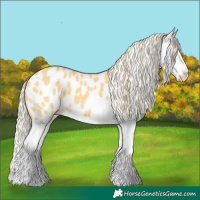 Horse Color:Gold Cream Champagne Splash Near Leopard 