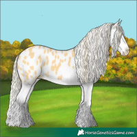 Horse Color:Gold Cream Champagne Splash Appaloosa 