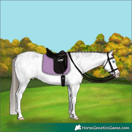Horse Color:Blue Roan Sabino Splash Appaloosa