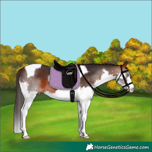 Horse Color:Bay Splash Tobiano