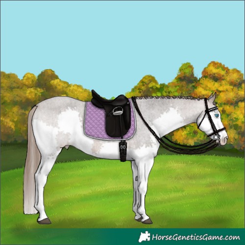 Horse Color:Brown Roan Sabino Splash Appaloosa 