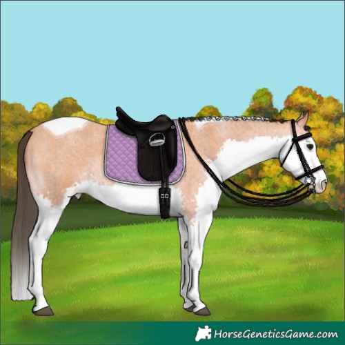 Horse Color:Bay Roan Splash Tobiano 