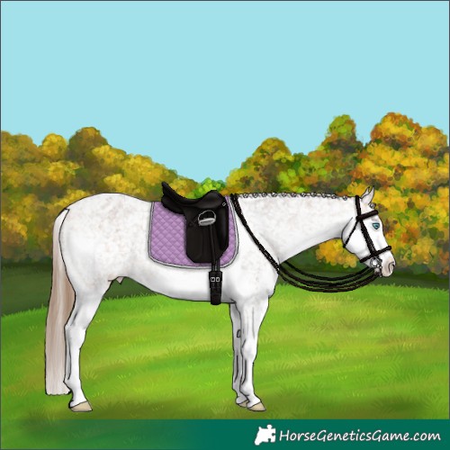 Horse Color:Bay Roan Splash Appaloosa