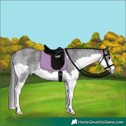 Horse Color:Blue Roan Splash 