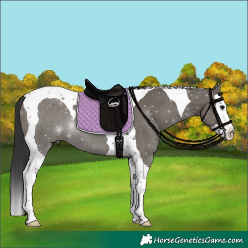 Horse Color:Grullo Splash Tobiano