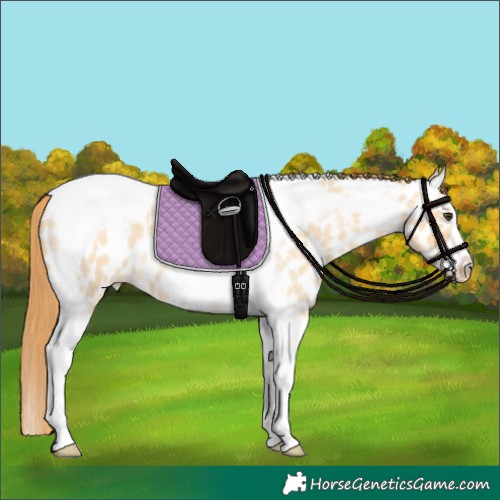 Horse Color:Red Dun Roan Splash Tobiano Frame Appaloosa