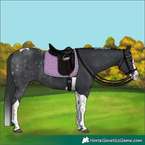 Horse Color:Black Splash Tobiano