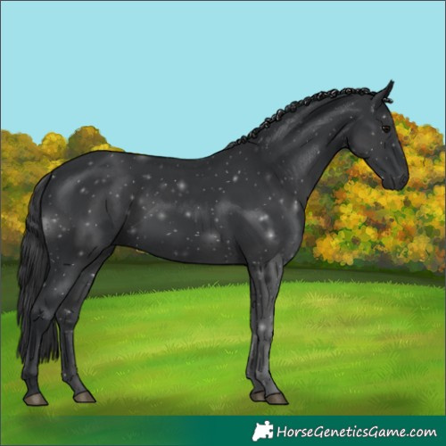 Horse Color:Black 