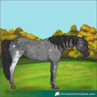 Horse Color:Black 