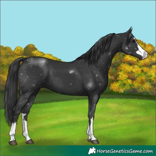 Horse Color:Black 