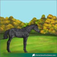 Horse Color:Black 