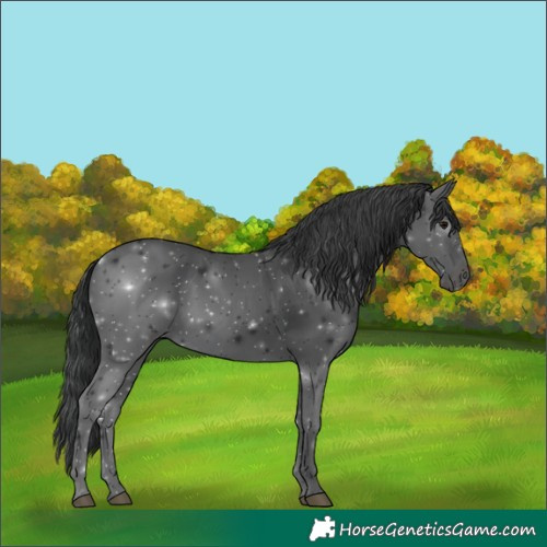 Horse Color:Black 