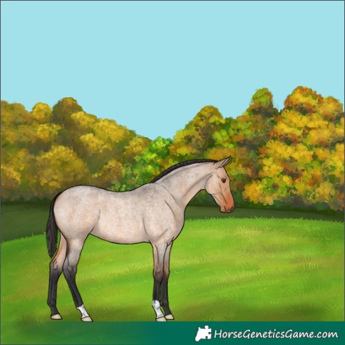 Horse Color:Bay Roan Dun Brindle 