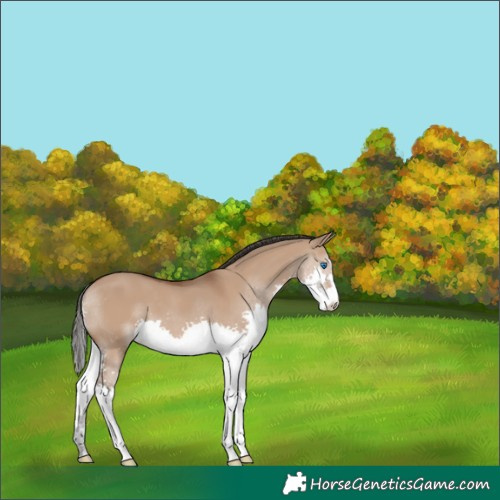 Horse Color:Bay Dun Splash 
