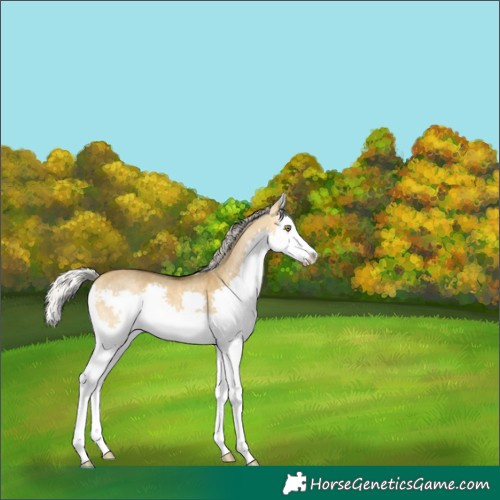 Horse Color:Silver Buckskin Dun Splash Rabicano 
