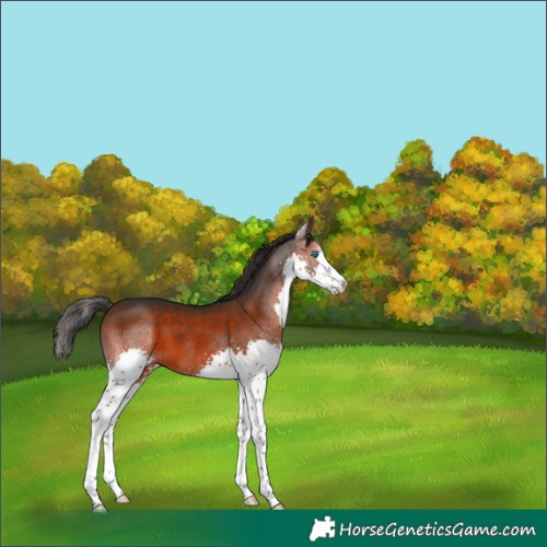 Horse Color:Brown Splash 